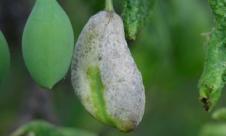 Hurlupi la prun Hurlupi la prun